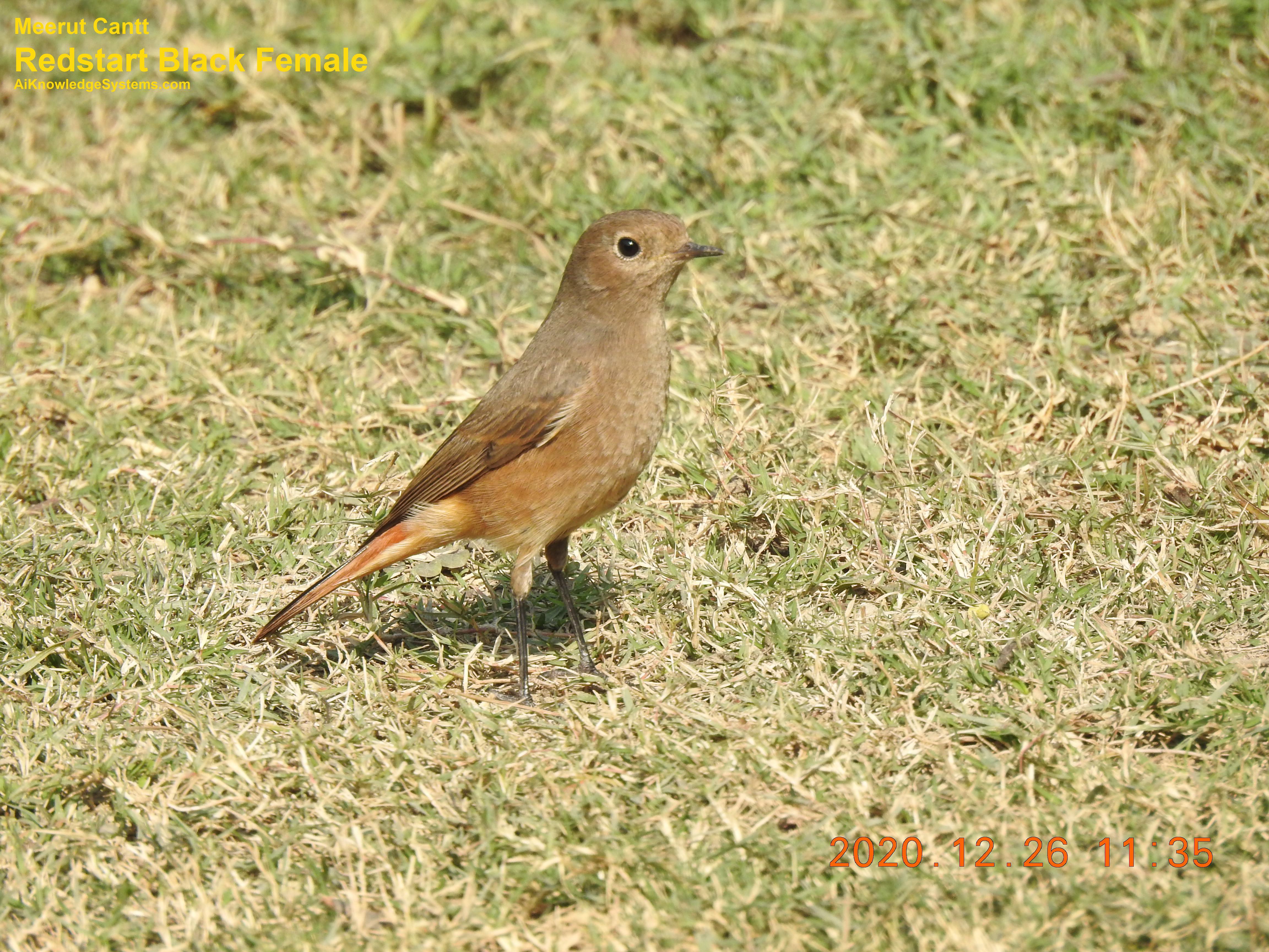 Redstart (17) Coming Soon